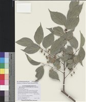 藏品(石朴)的圖片